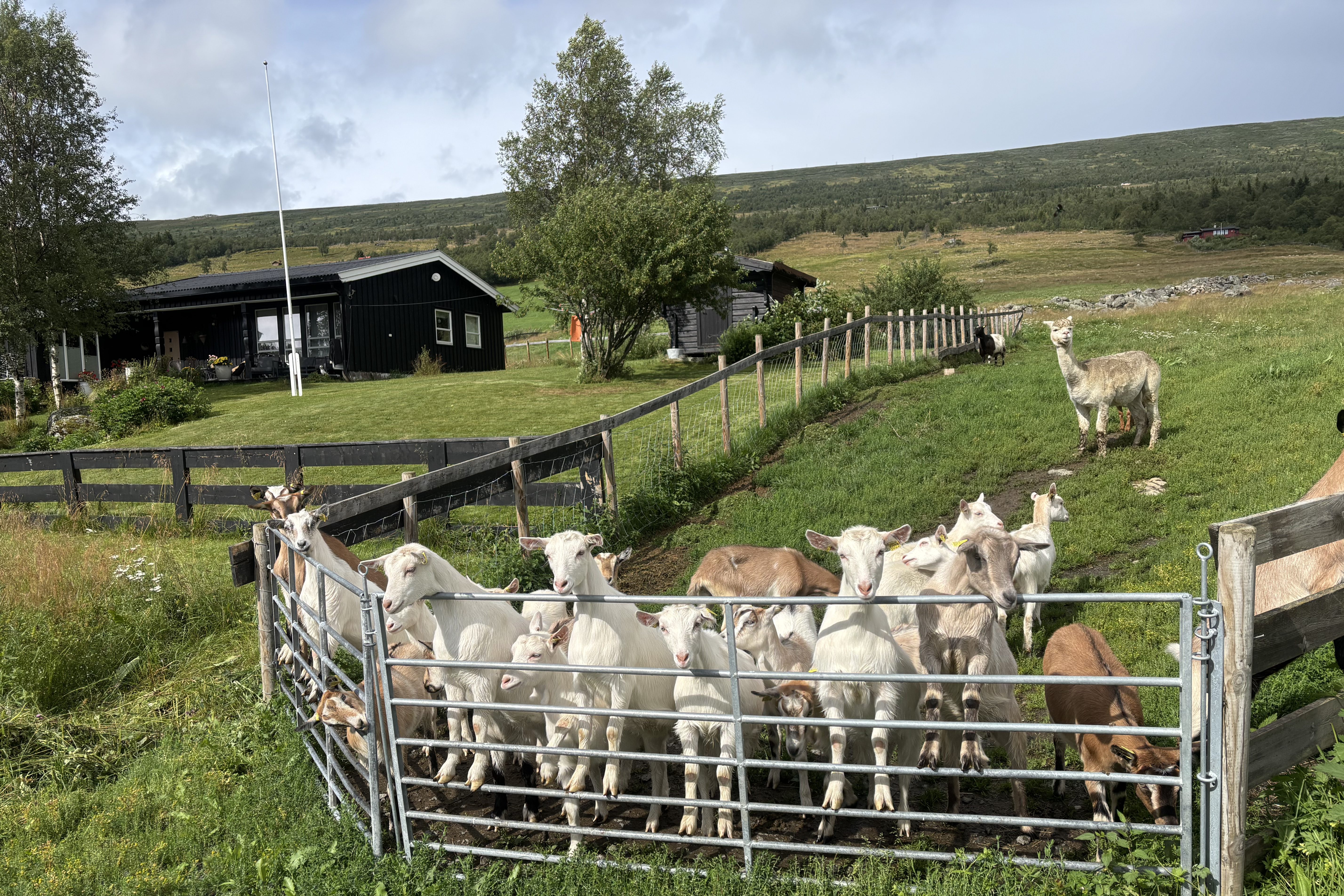 Goats behind a gate in a field