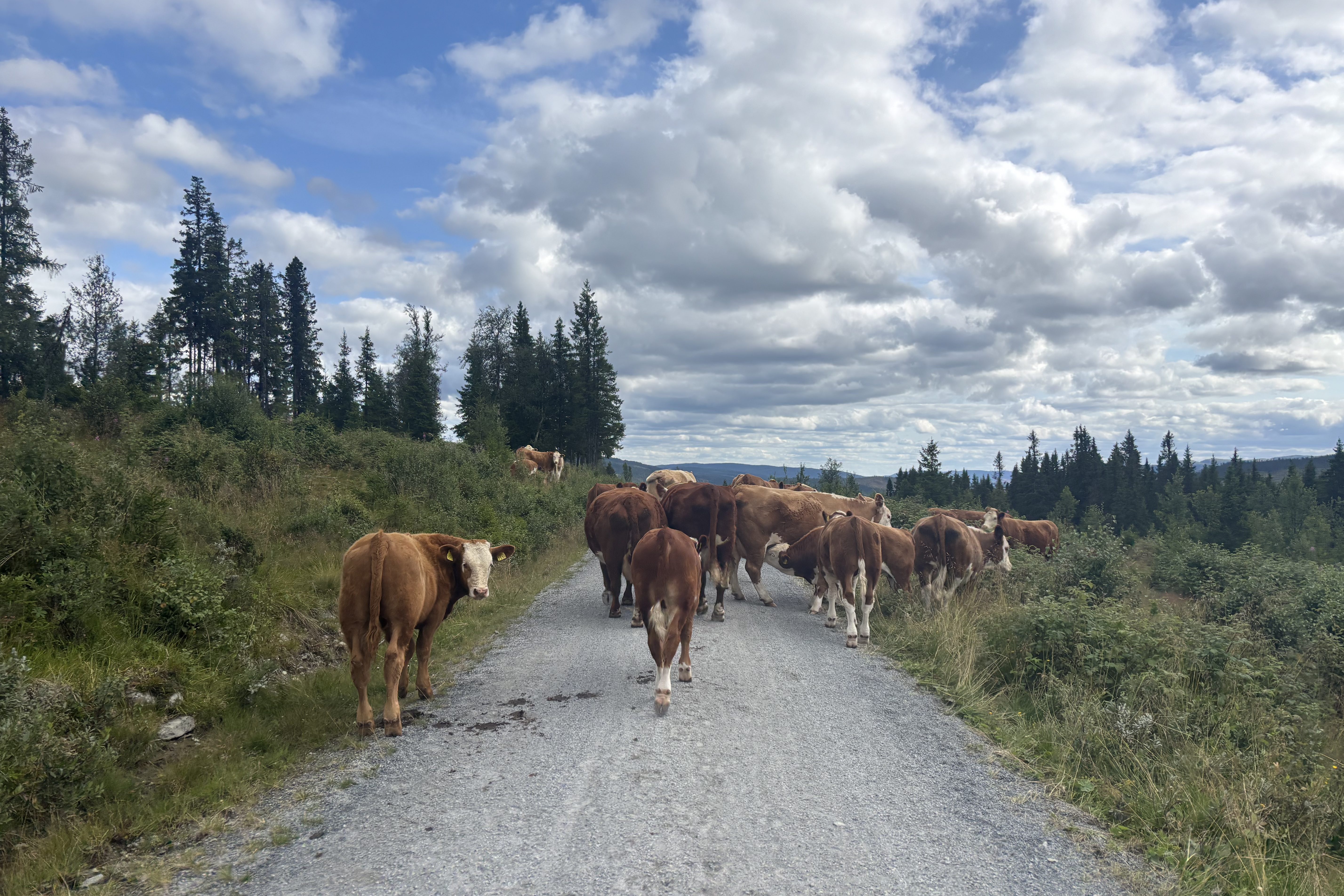 Cows blocking a path