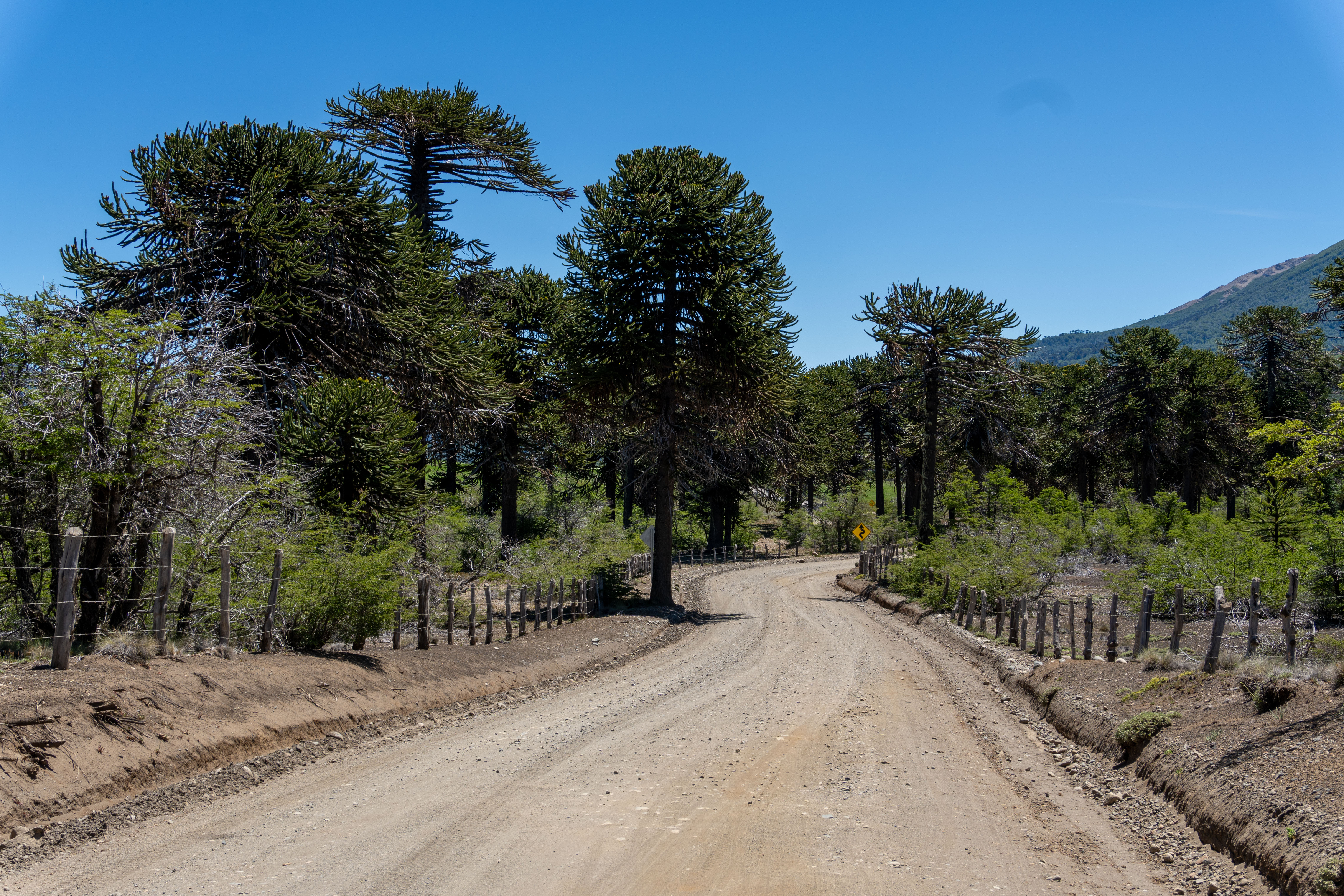 Araucaria trees in Chile