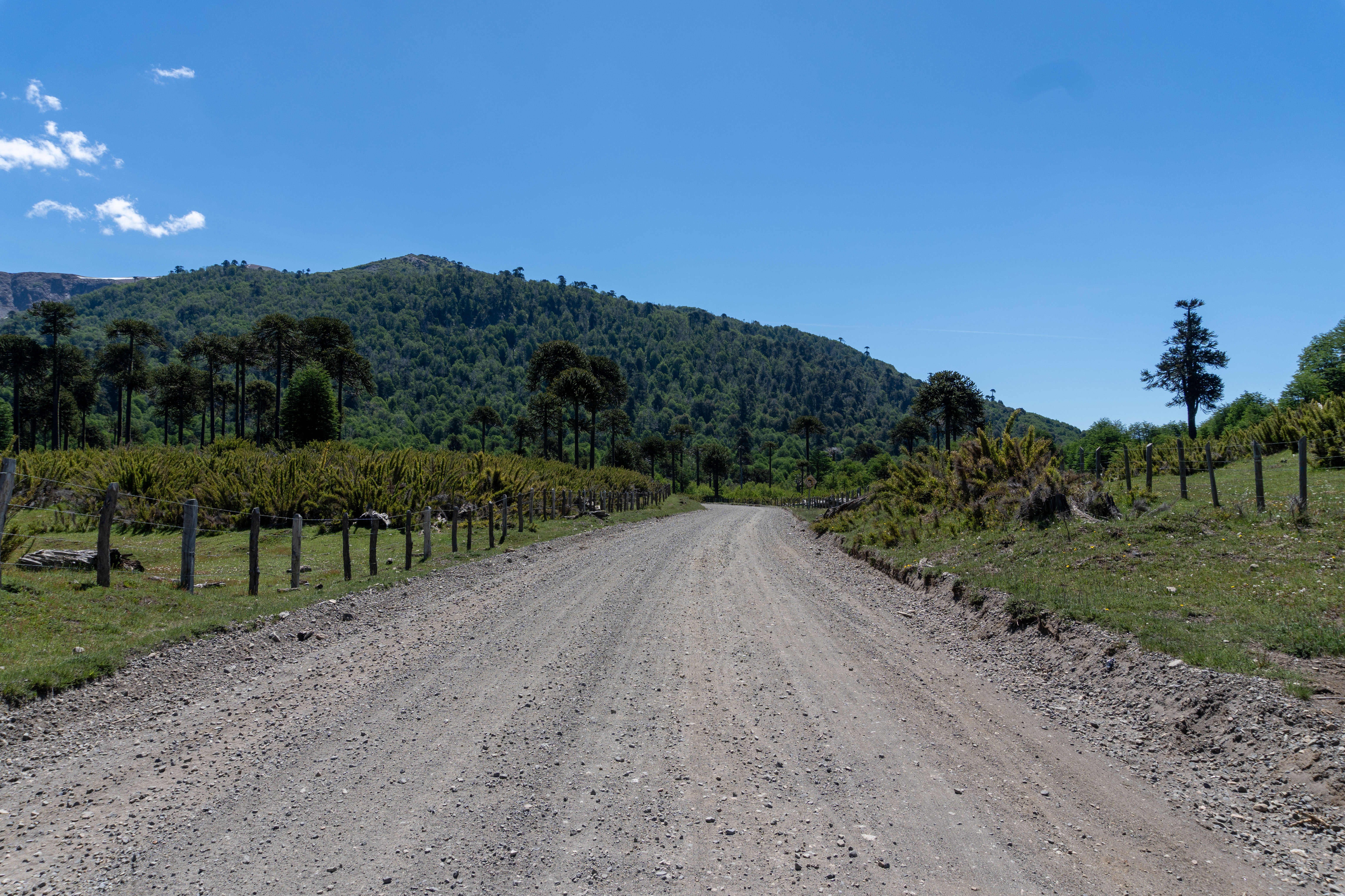 Gravel track in the Chilean Lake District