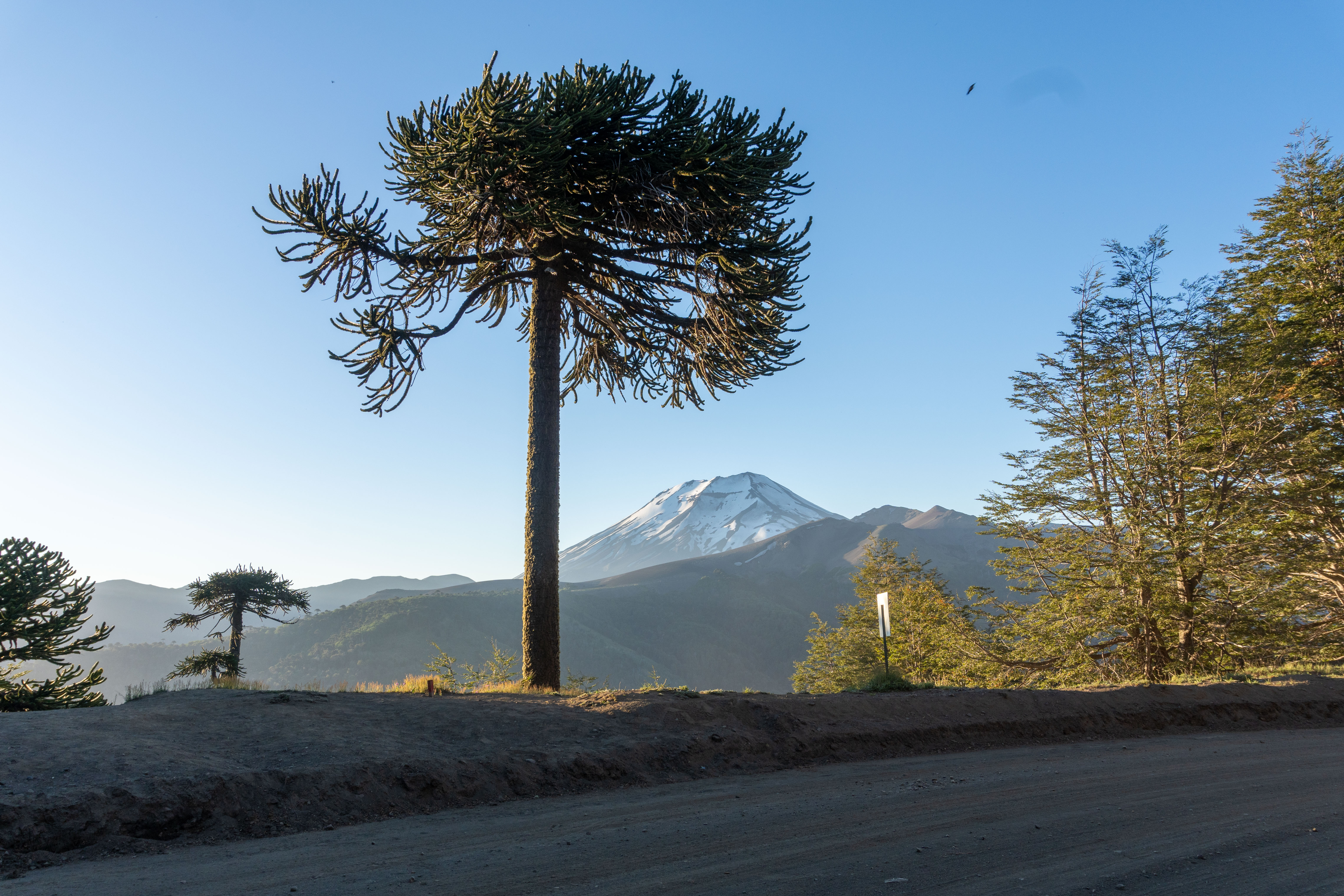 A volcano behind a monkey puzzle tree